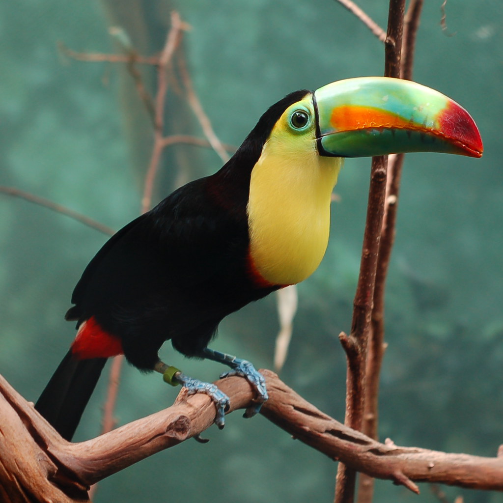 A Toucan